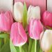 Guardanapo-Decoupage-Ambiente-1332384-White---Pink-Tulips-2-unidades